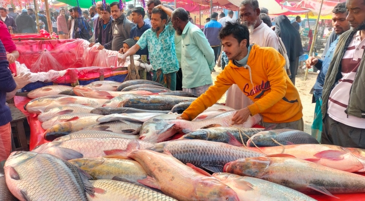 পোড়াদহ মেলার অস্থায়ী আড়তে একদিনেই বিক্রি ১১ কোটি টাকার মাছ